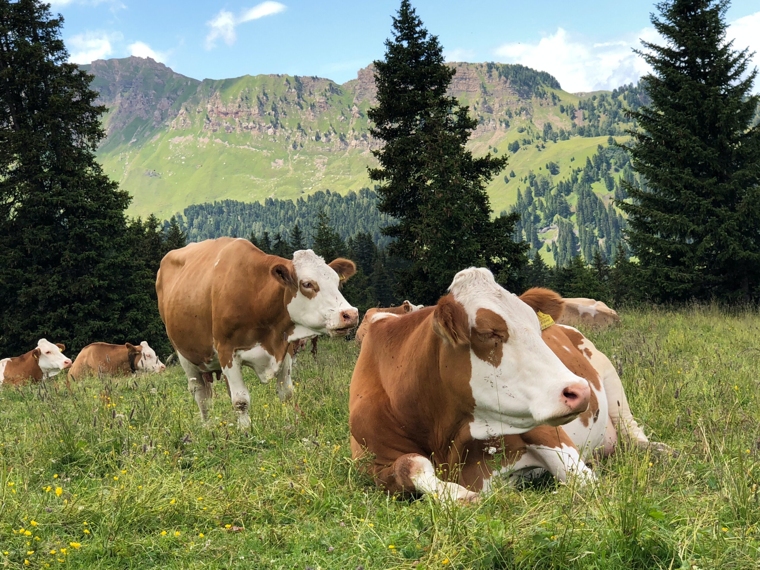 The Benefits of Keeping Cows as Livestock